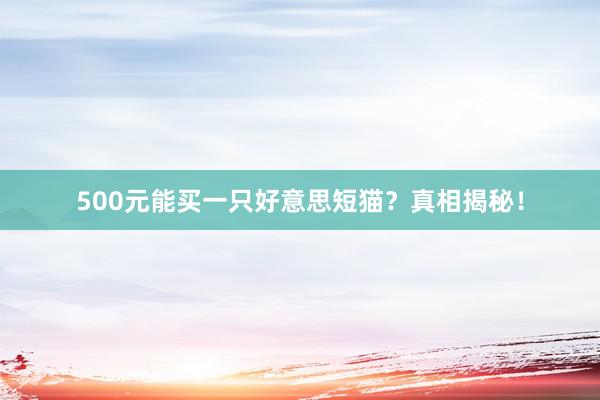 500元能买一只好意思短猫？真相揭秘！